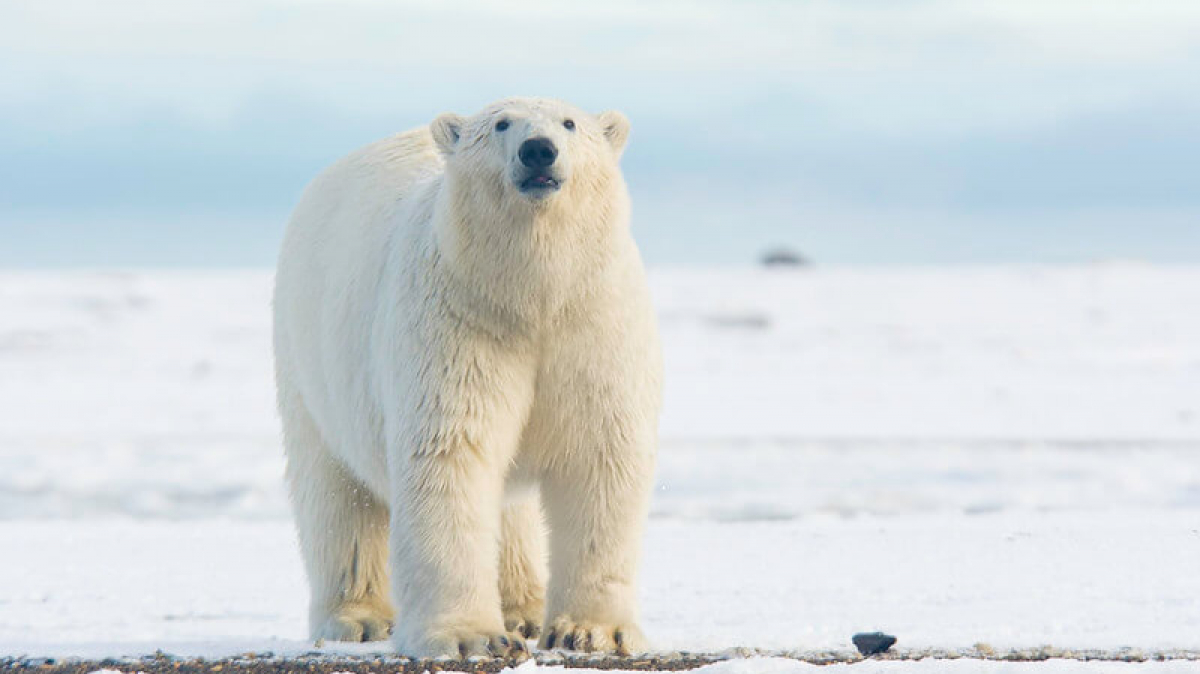 Фото: puliarf, visualhunt.com