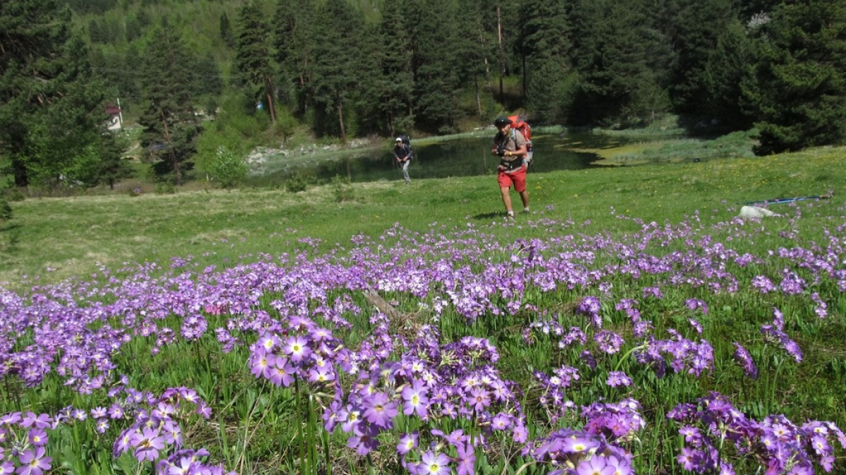 Июнь в Сванетии. Фото нашего гида Ирины Пряничниковой.
