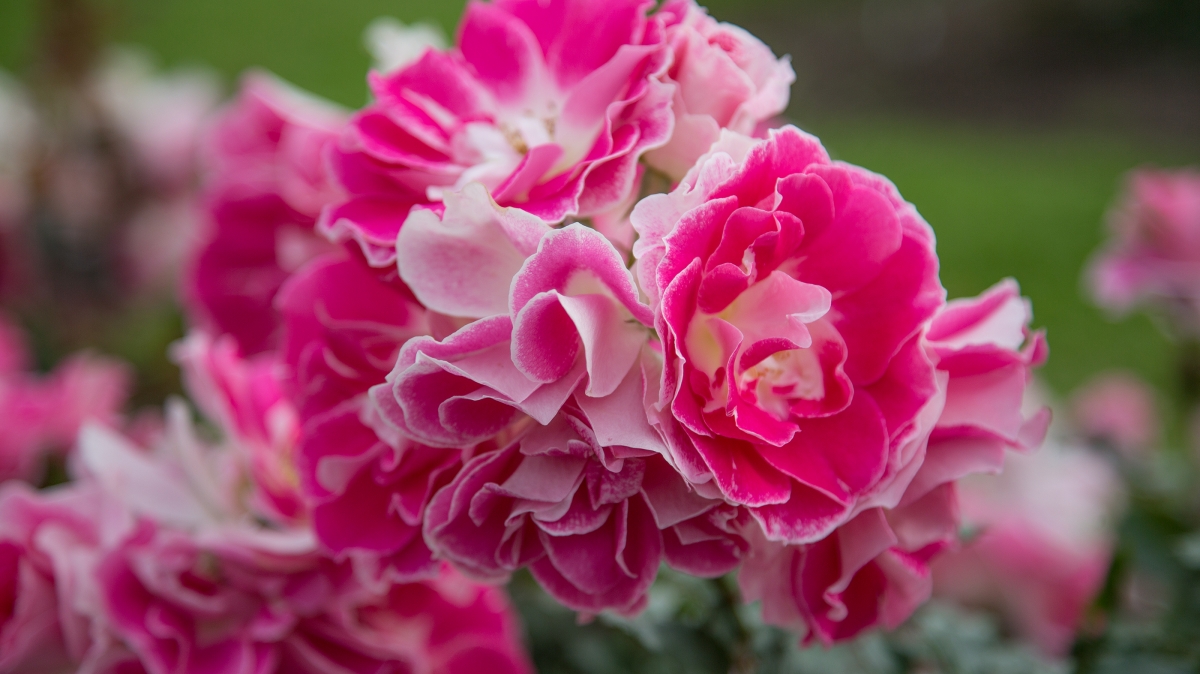 Фото нашей Странницы Татьяны Руновой