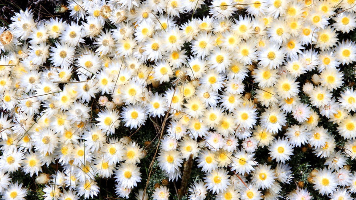 Фото: Giåm, visualhunt.com