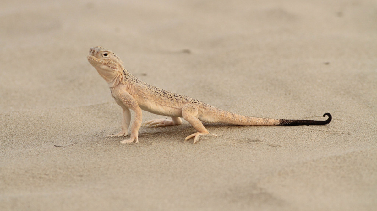 Фото: sussexbirder, visualhunt.com