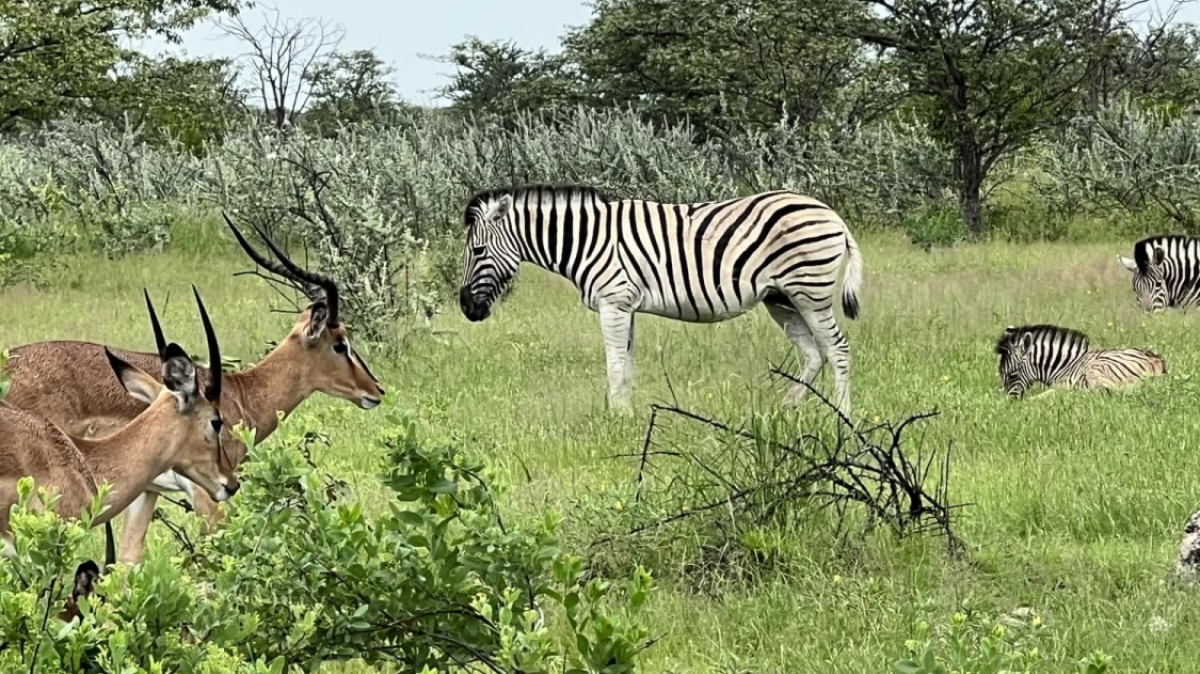 Зебры и импалы. Фото: наш гид Алексей Шорец