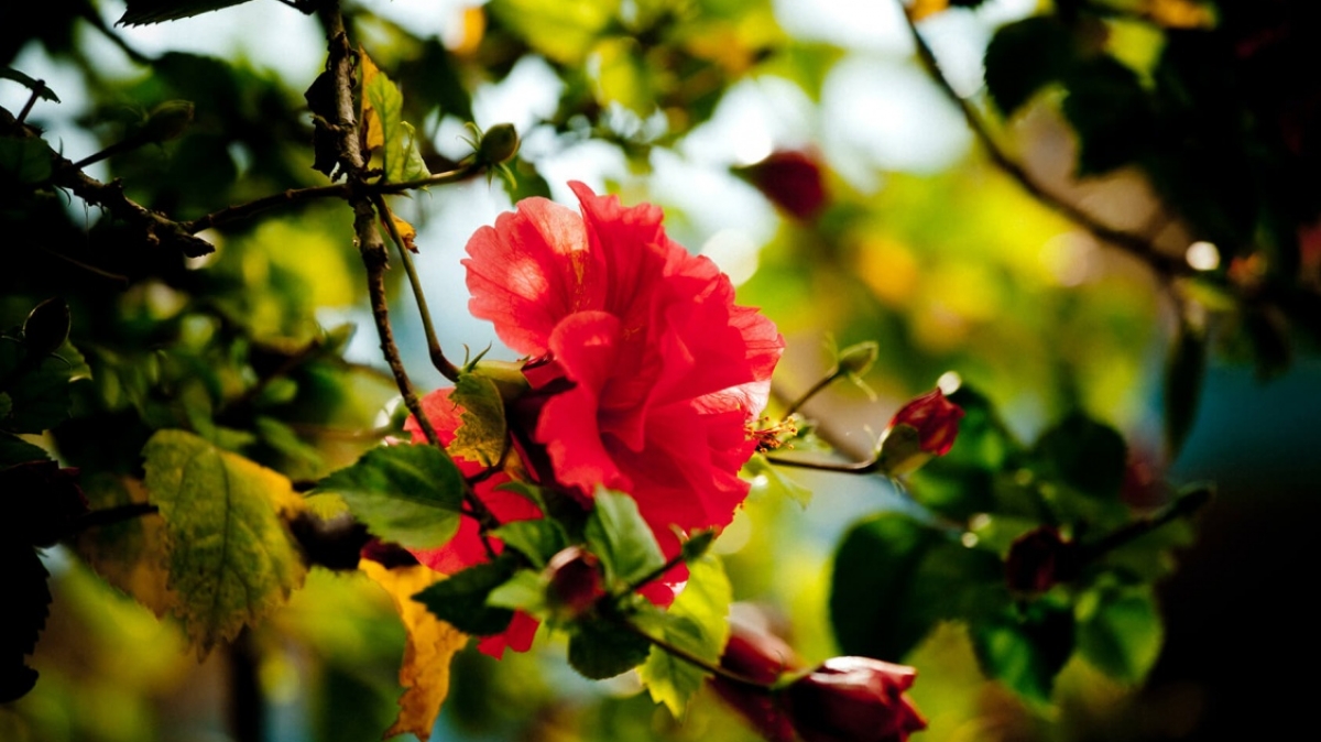 Фото: Raimond Klavins, unsplash.com