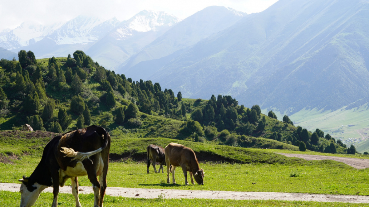 Фото: Malik Osmonov, unsplash.com