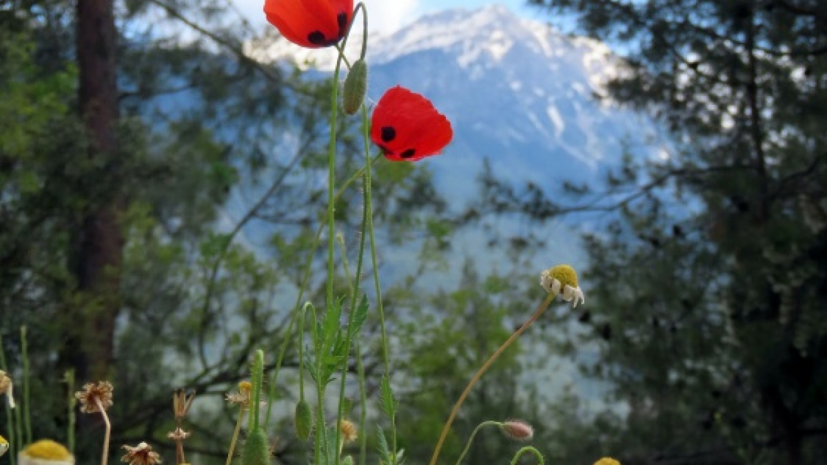 Фото: Nick Sokolov, unsplash.com