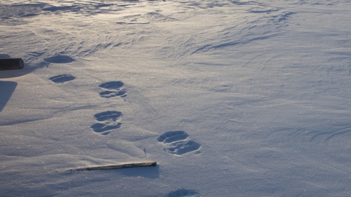 Фото Николая Кузнецова