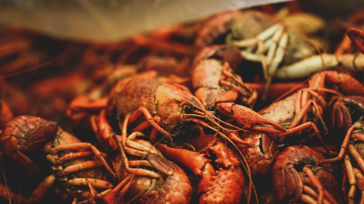 Фото: Stephanie Moody, unsplash.com