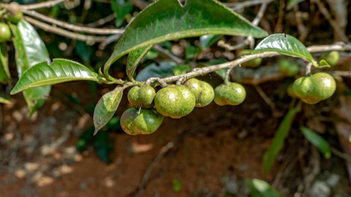 Фото: Ninara31, visualhunt.com