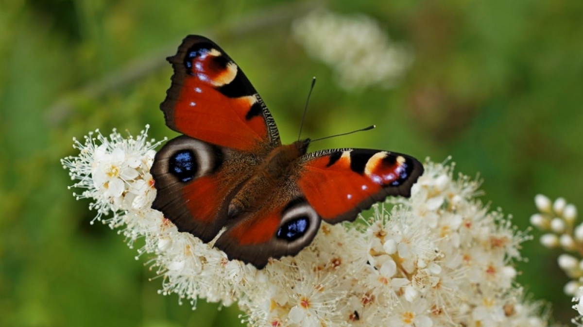 Фото: Tatters ✾, visualhunt.com