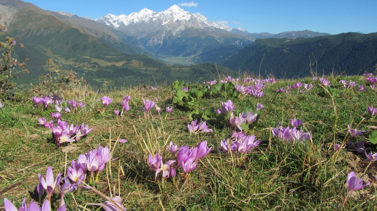Безвременник в сентябре! Фото нашего гида Ирины Пряничниковой.