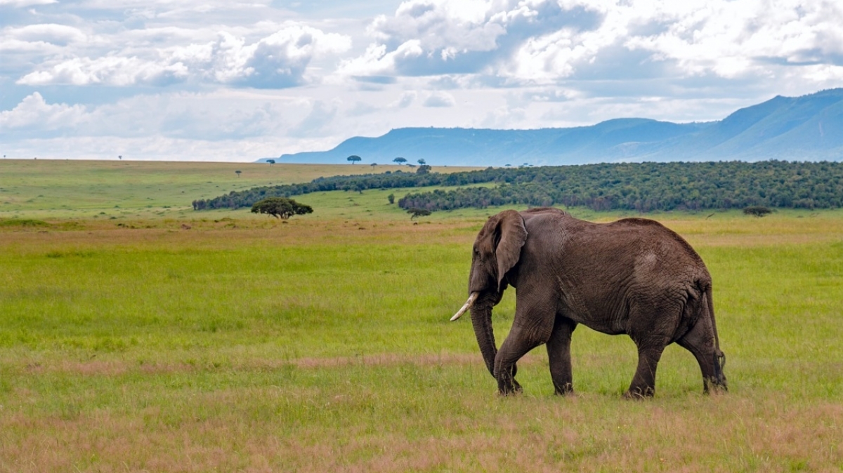 Фото: Craig Stevenson, unsplash.com