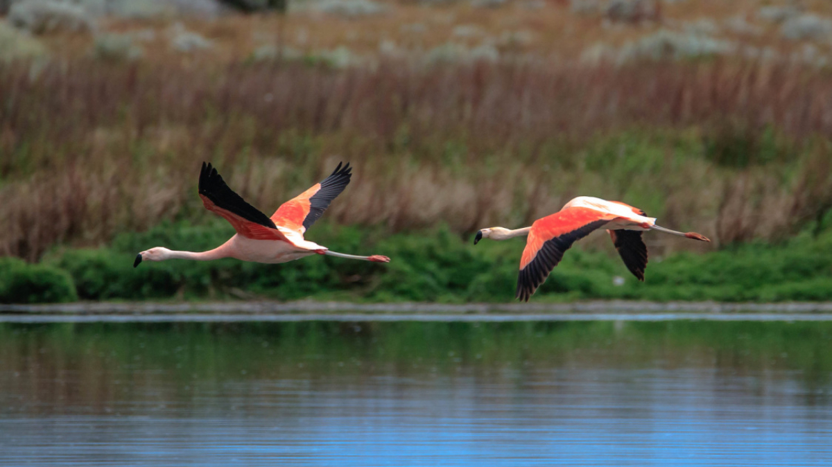 Фото: Murray Foubister, visualHunt