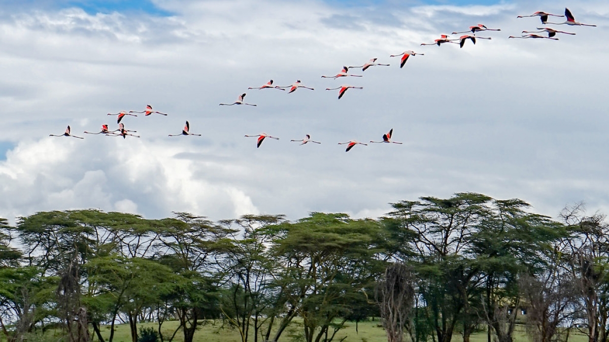 Фото: Ninara31, visualhunt.com