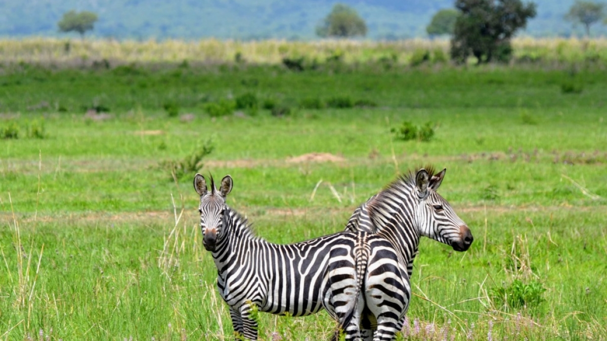 Фото: Djurdjica Boskovic, unsplash.com