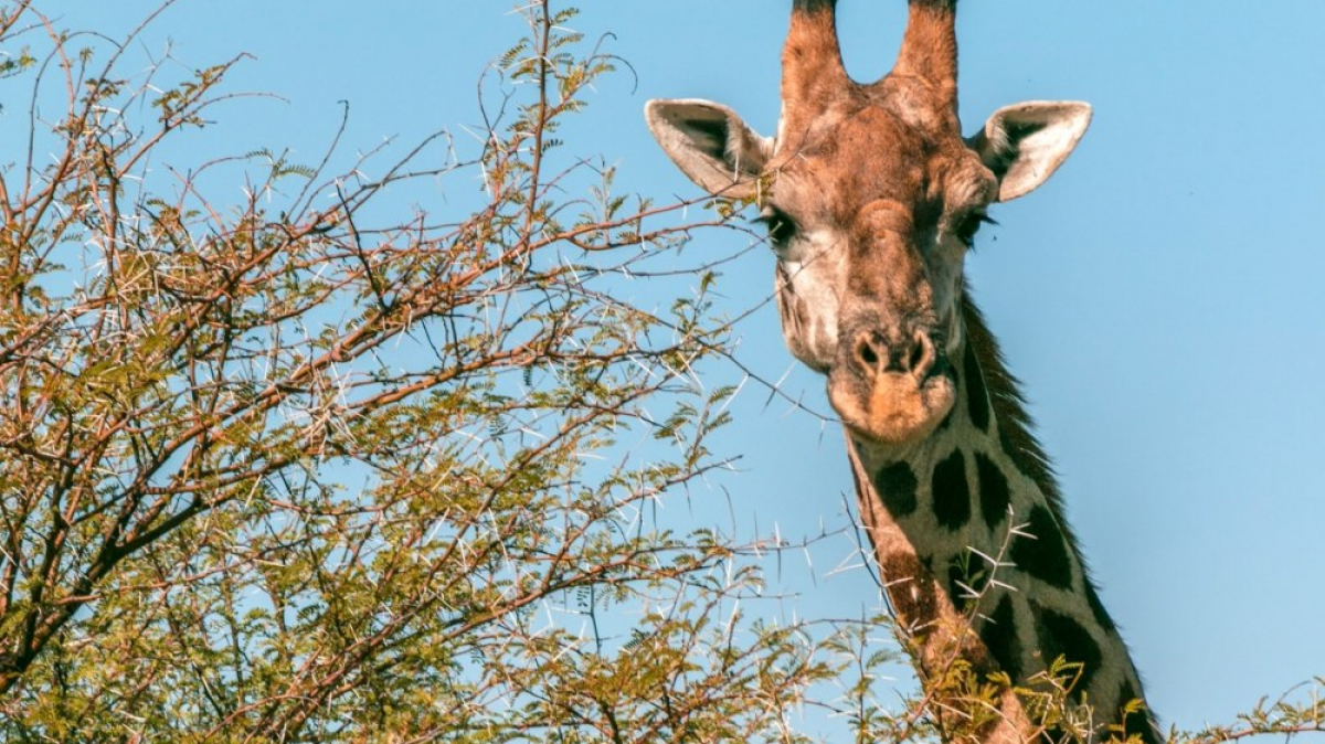 Фото Dick Hoskins для Unsplash.com