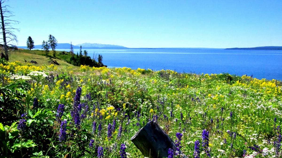 Фото: JT Ray, unsplash.com