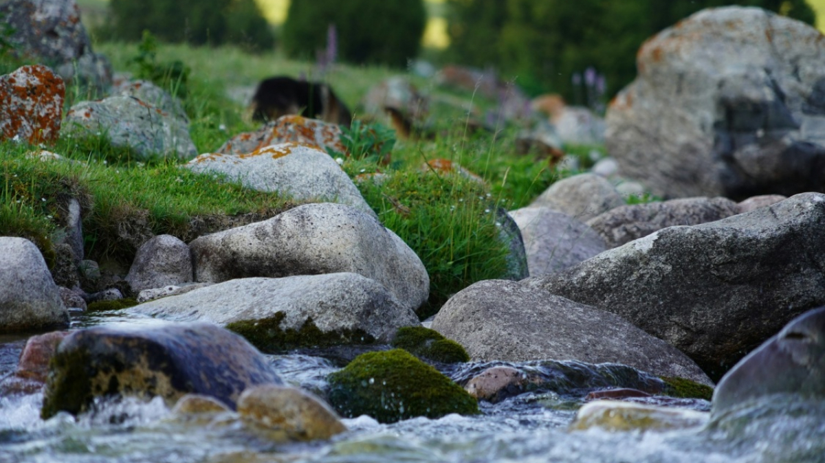 Фото: malik osmonov on unsplash