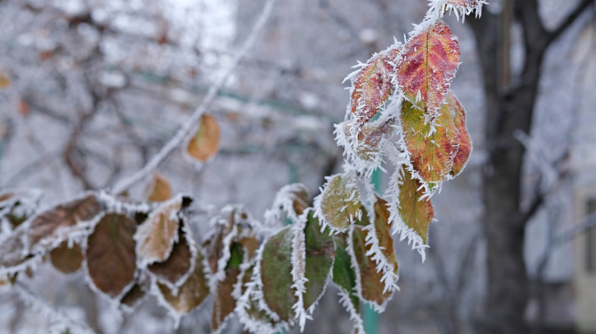 Фото: Gor Davtyan, unsplash.com
