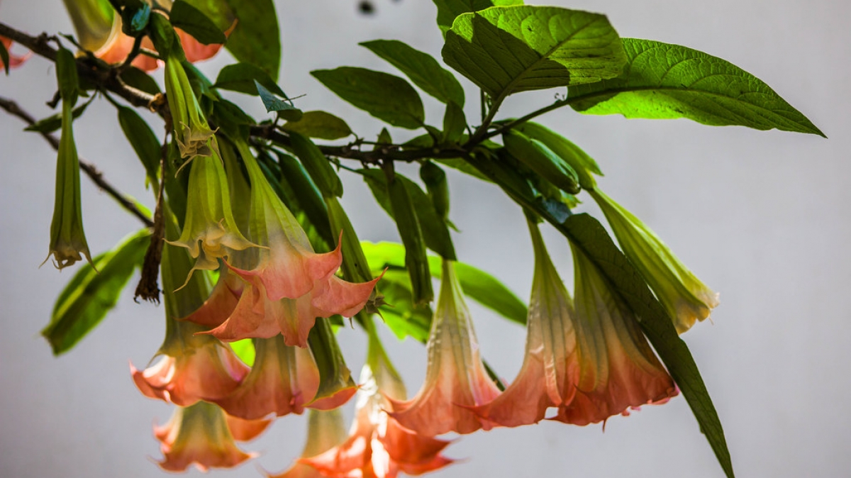 Фото: Ninara, visualhunt.com