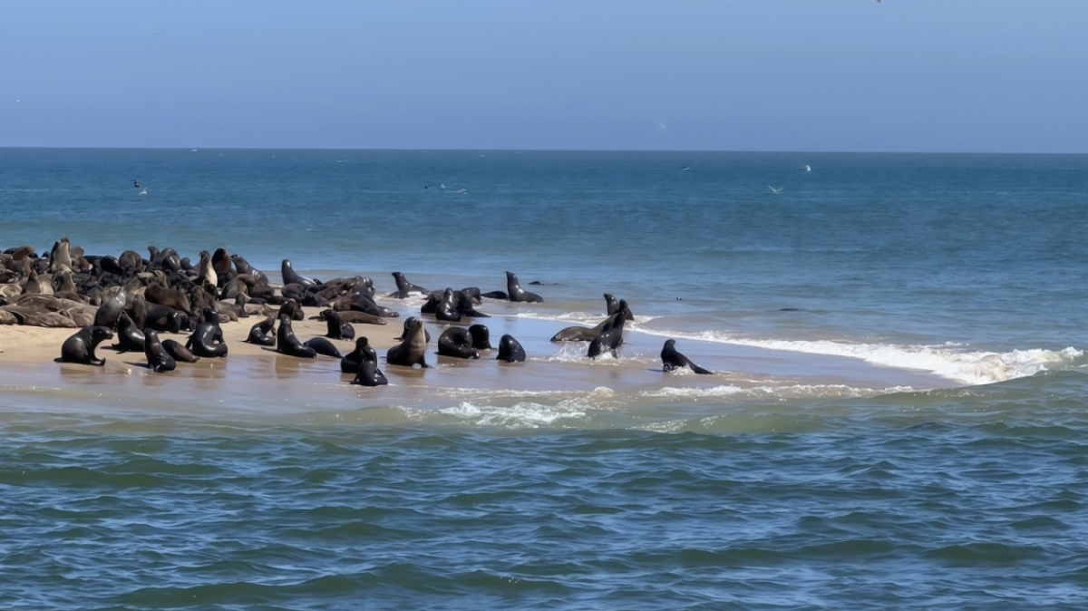 Лежбище тюленей. Фото: наш гид Алексей Шорец