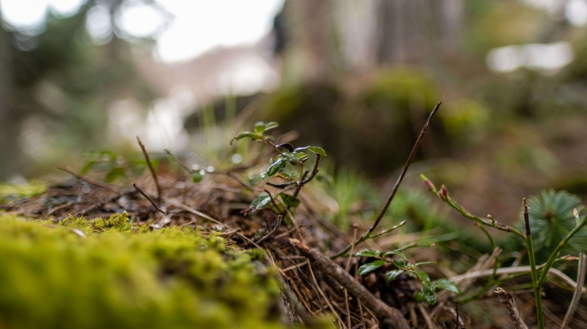 Фото нашего Странника Кирилла Родионова