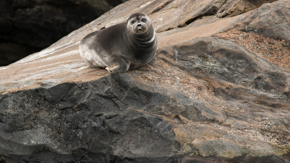 Фото Андрея Таничева