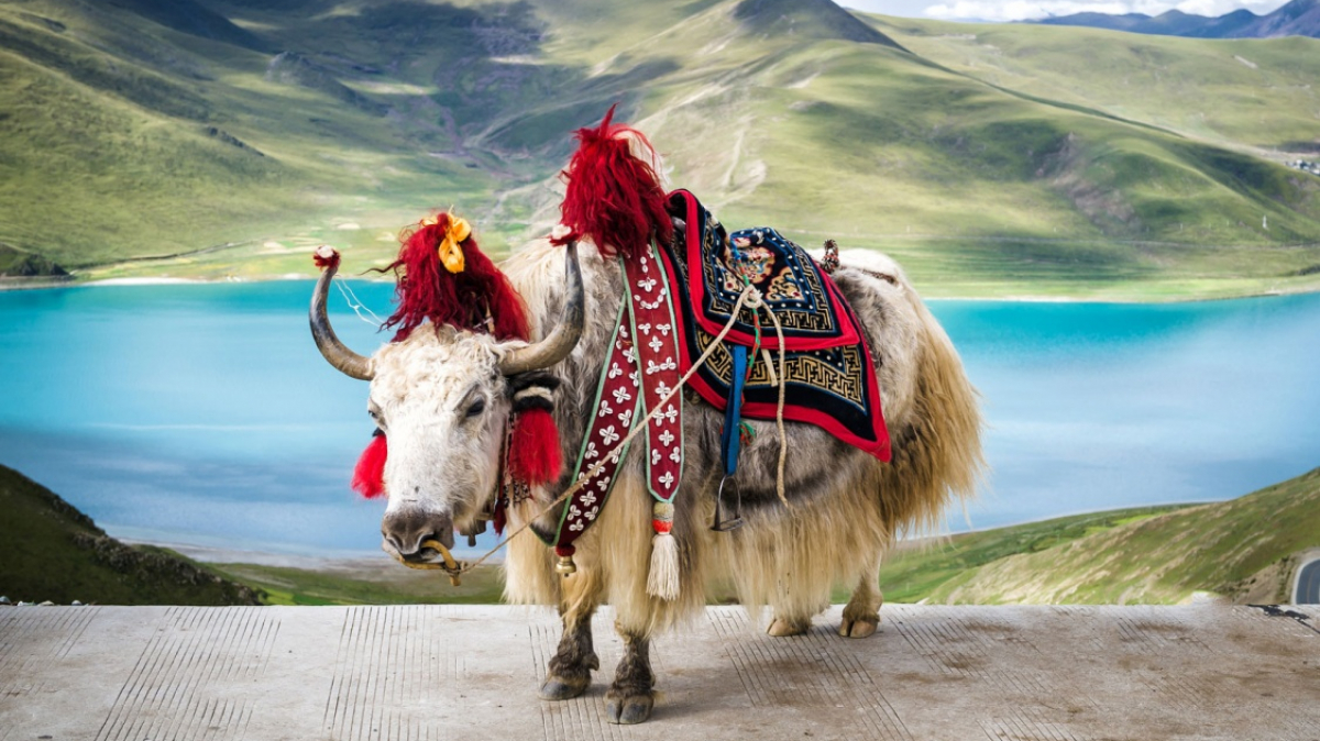 Фото: Vladimir Zhoga on shutterstock