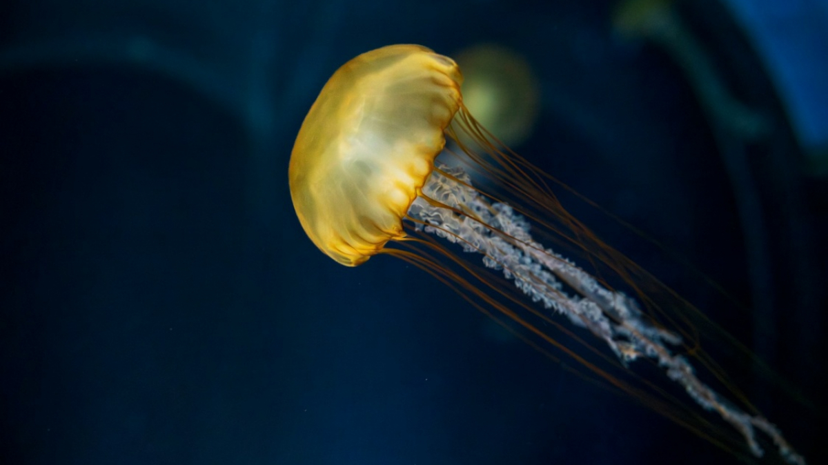 Фото: Sem S, Unsplash