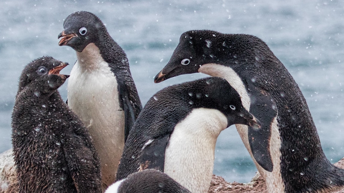 Пингвины Адели. Фото: Travels with Kathleen, visualhunt.com