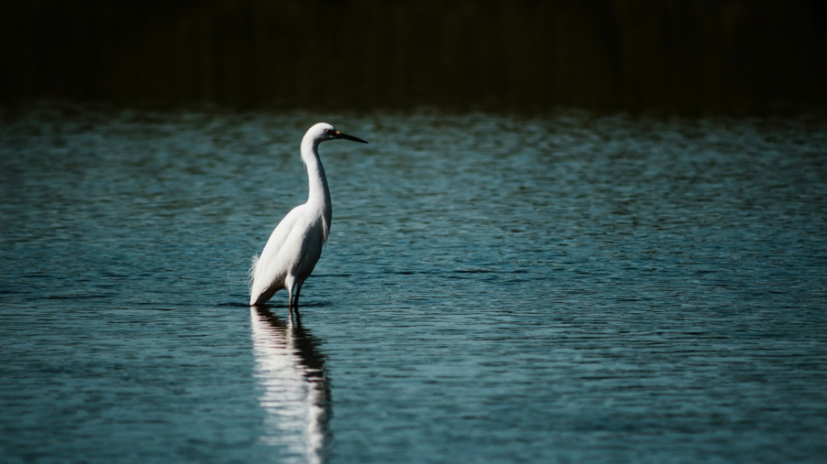 Фото: Joseph Greve, unsplash.com