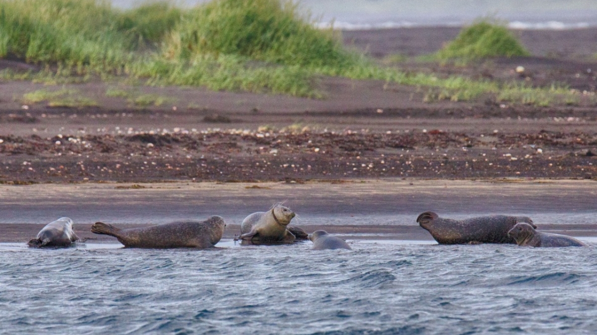 Фото: Jac. Janssen, visualhunt.com