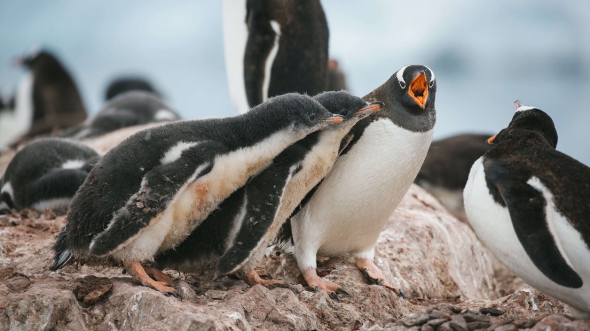 Фото: John Bozinov