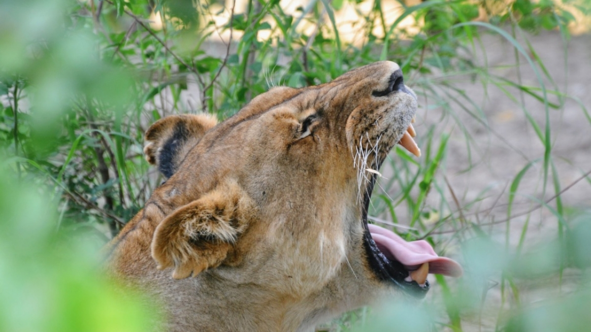 Фото: Djurdjica Boskovic, unsplash.com