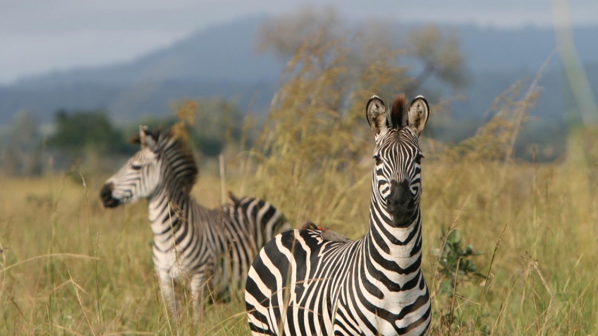 Фото: Marc Veraart, visualhunt.com