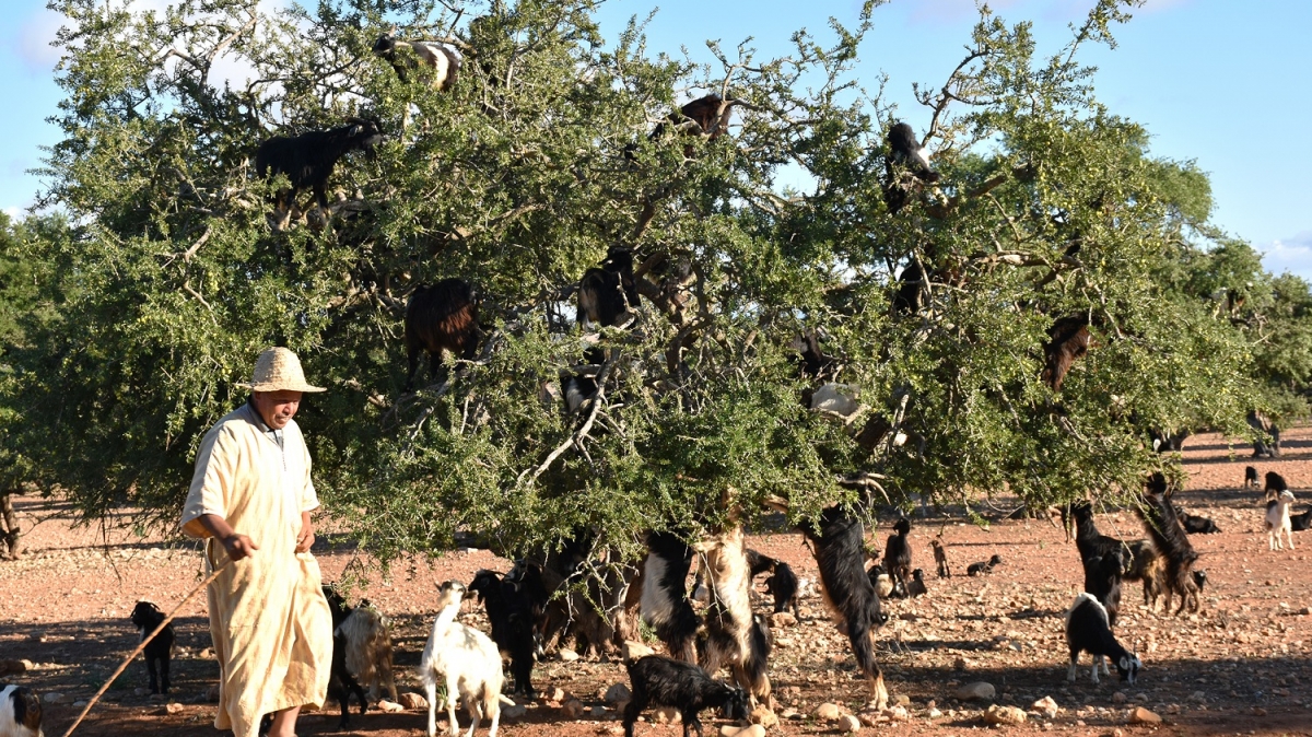 Козы на аргановых деревьях. Фото нашей Странницы Натальи Царевой