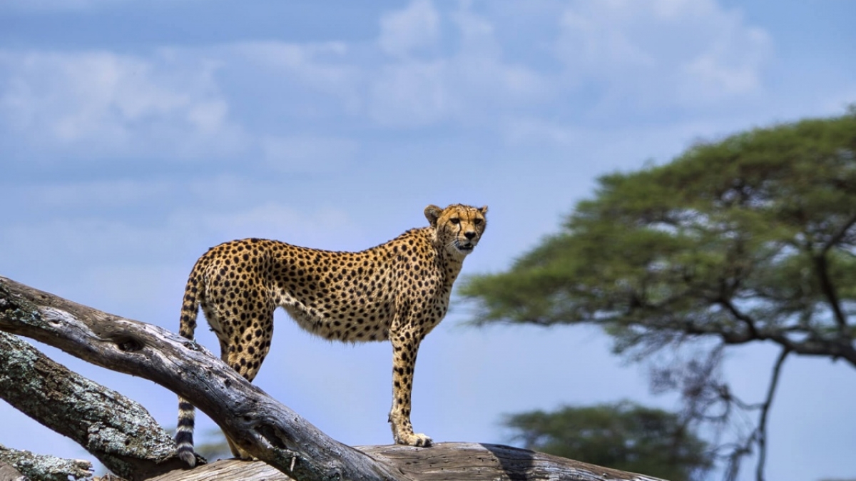 Фото: Partha Narasimhan, unsplash.com