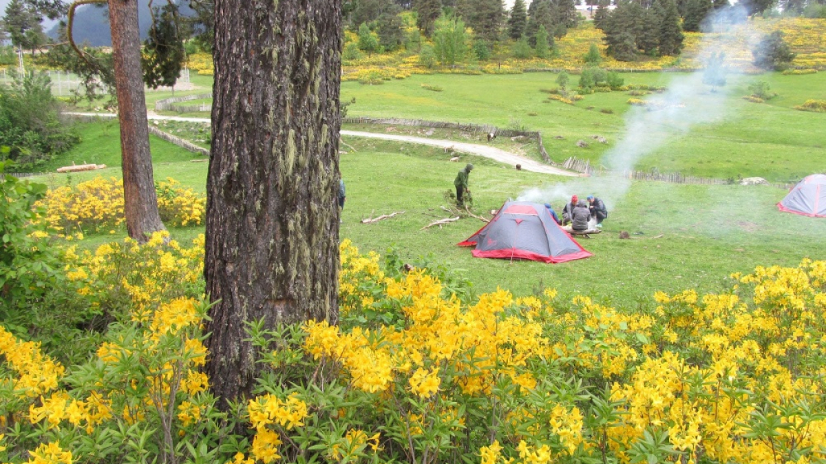 Июнь, цветение рододендронов. Фото нашего гида Ирины Пряничниковой