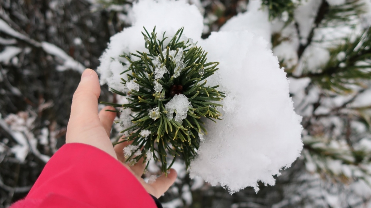 Фото: Sterna Is, unsplash.com