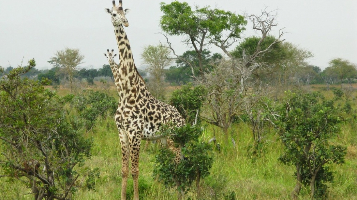 Фото: David Davies, visualhunt.com