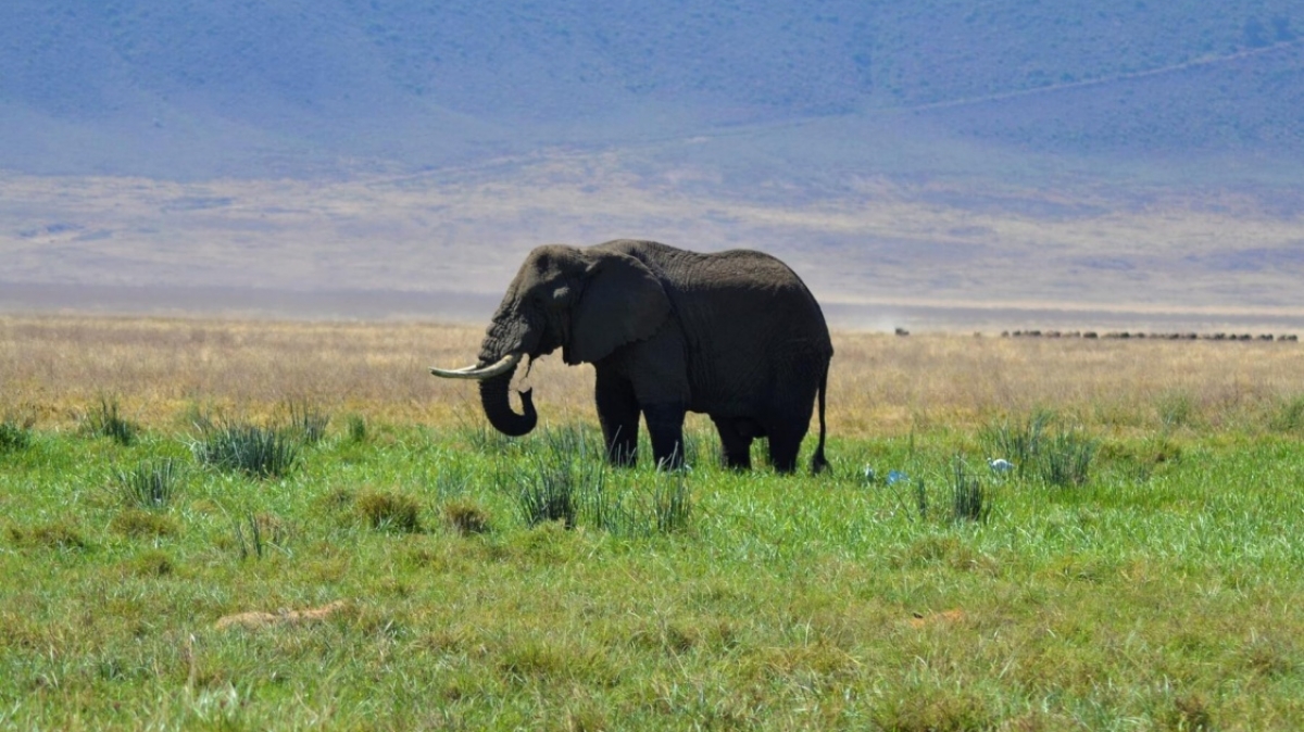 Фото: pratap singh, unsplash.com