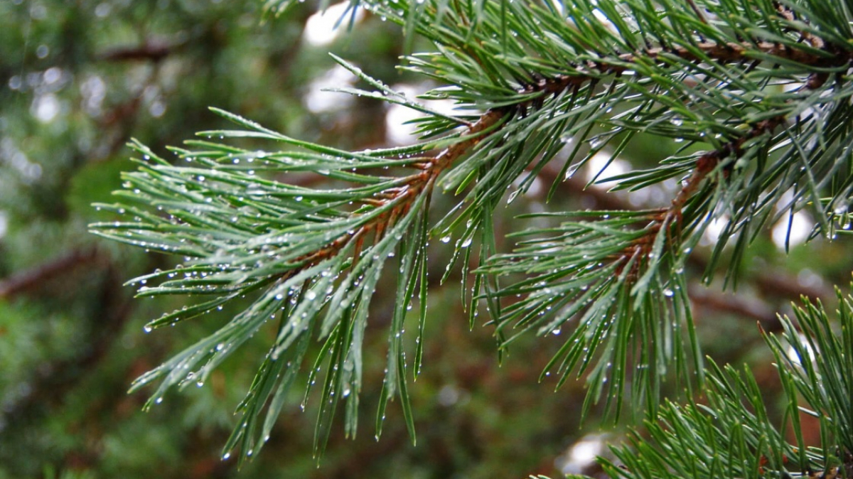 Фото нашего Странника Владимира Гущина