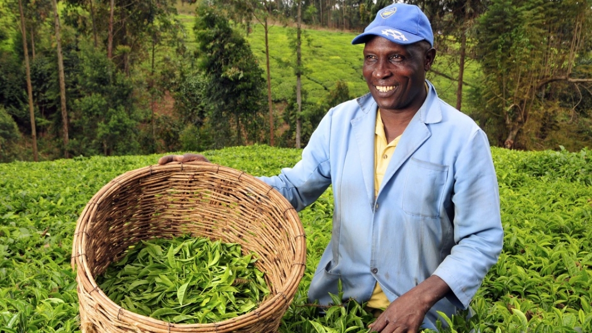 Фото: CIAT International Center for Tropical Agriculture, visualhunt.com