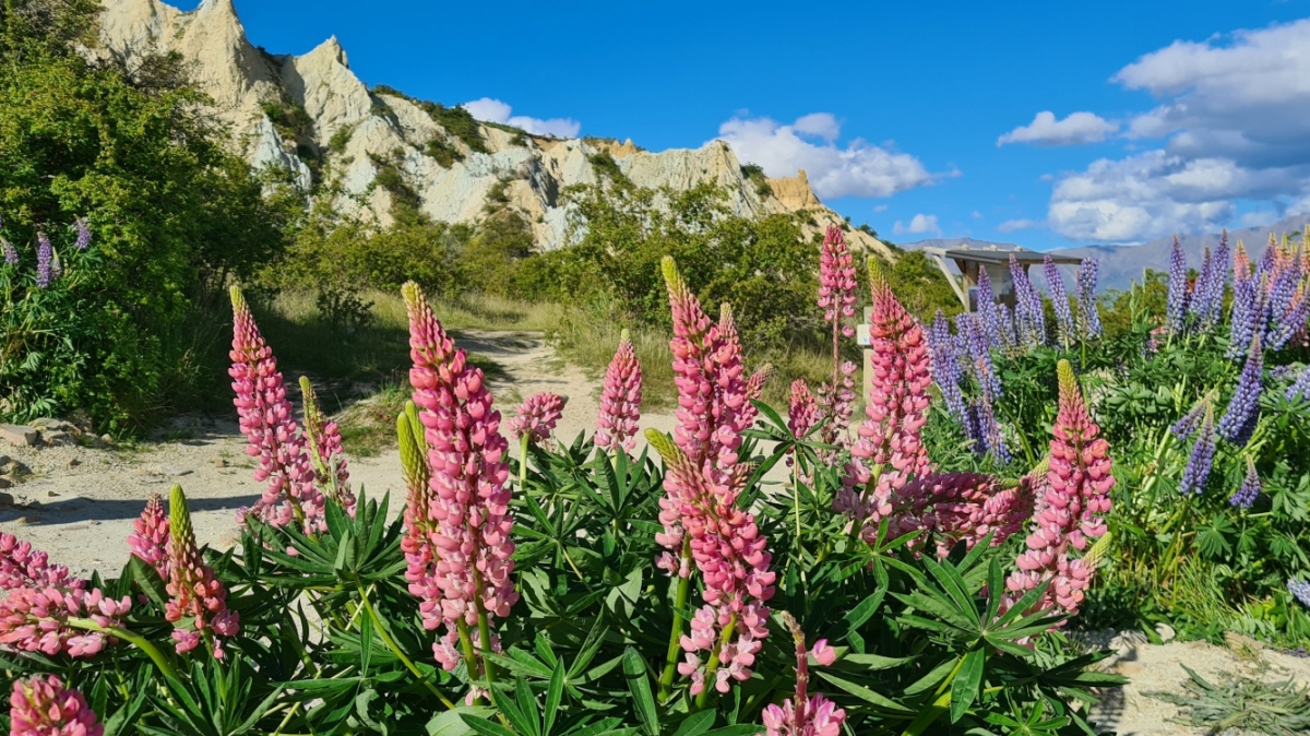 Фото: JustGoThere.NZ