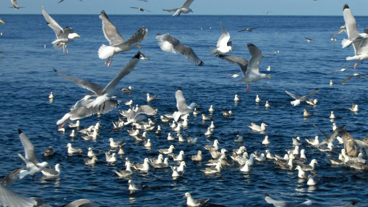 Фото: Maltesen, visualhunt.com