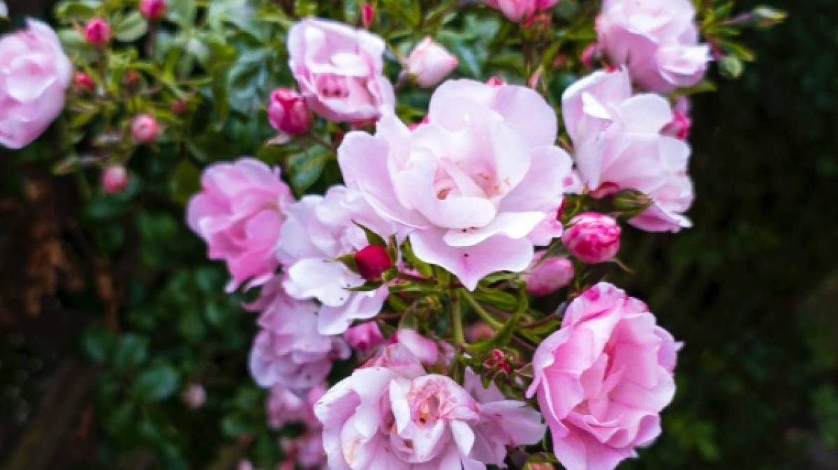 Фото: Kieran Somerville, unsplash.com