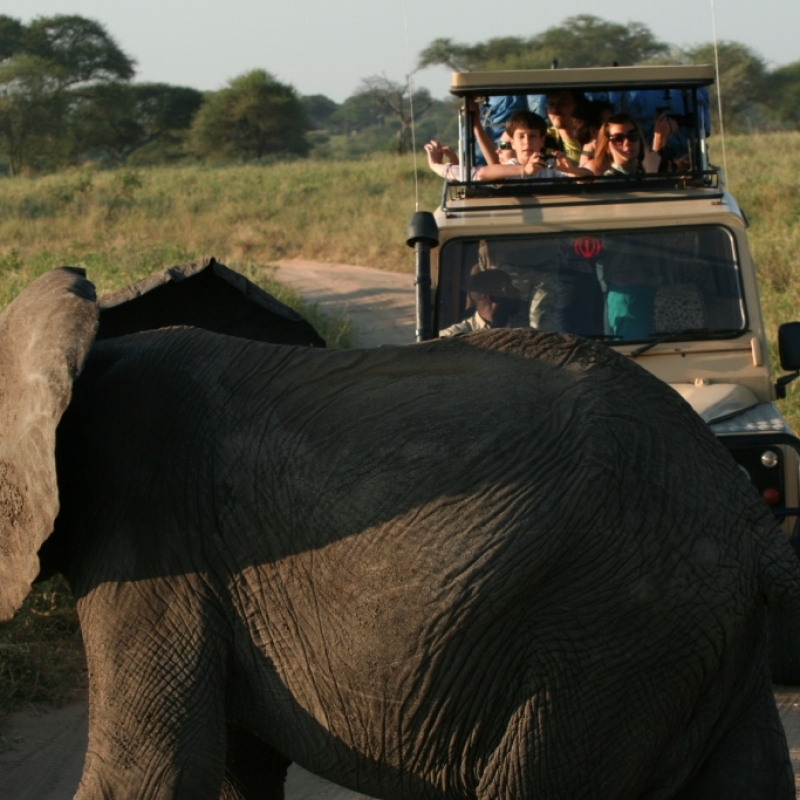 Фотографии из путешествия. Сафари