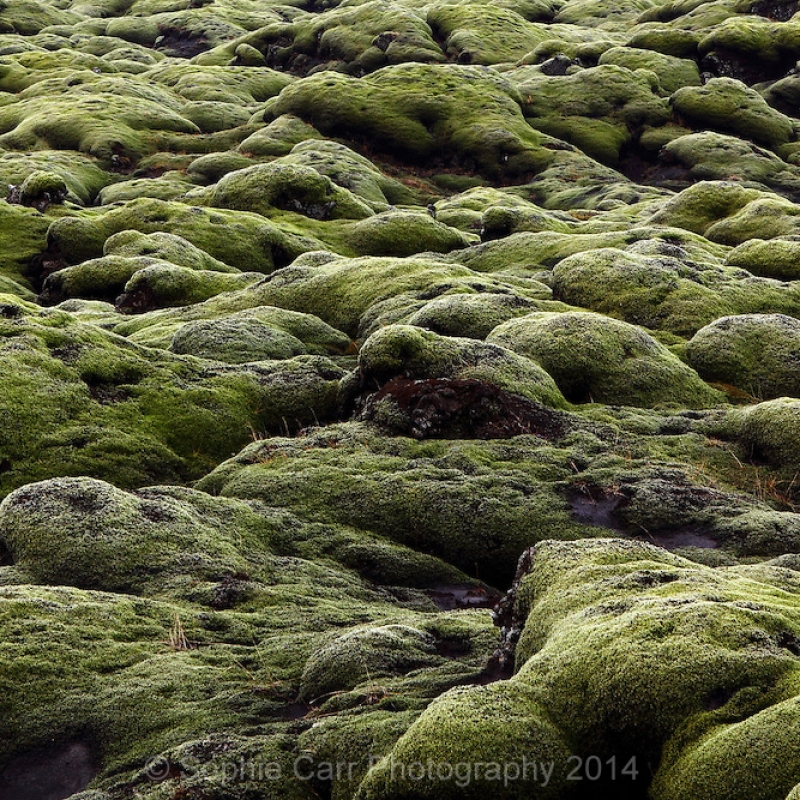 Лава, поросшая мхом