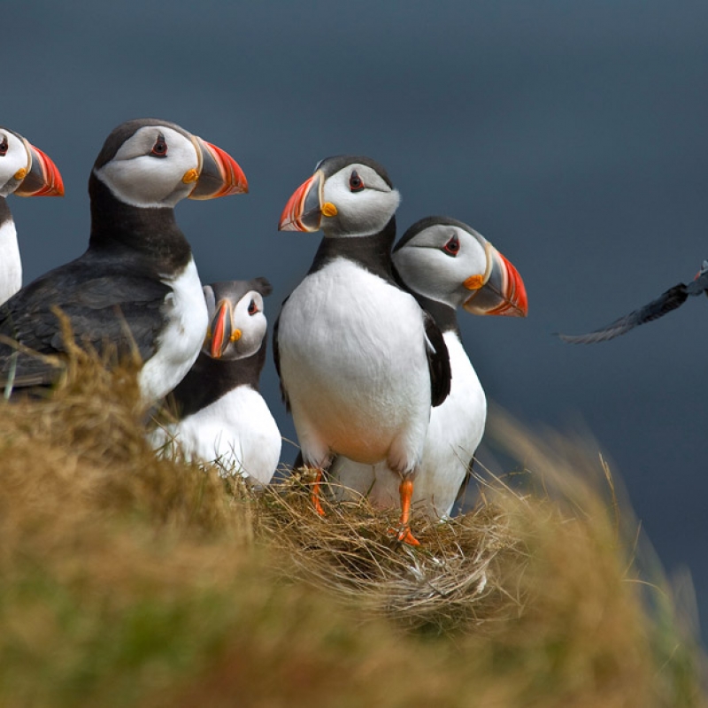 Тупики - символ Исландии