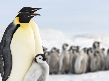 VIP-путешествие к Южному полюсу с перелётом из ЮАР